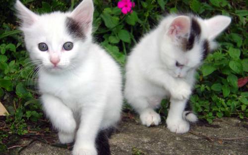 Estepona cat killer avoids prison Estepona cat killer avoids prison