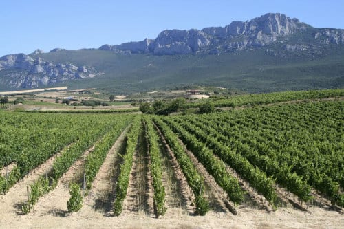 Spanish push to protect endangered local grape varieties Spanish push to protect endangered local grape varieties