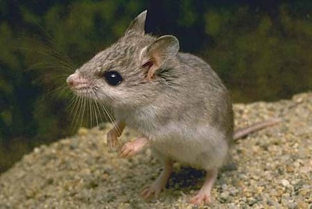 Mouse delays flight by six hours in Madrid Mouse delays flight by six hours in Madrid
