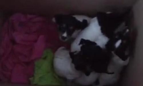 VIDEO: Puppies abandoned outside expat’s home VIDEO: Puppies abandoned outside expat’s home