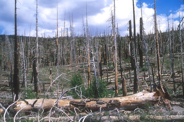Law change ignites fears that important forests could be burned to make way for development projects Law change ignites fears that important forests could be burned to make way for development projects