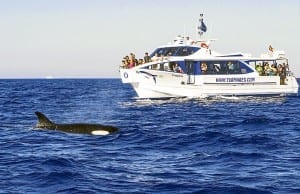 COMING TO A SHORE NEAR YOU: Whales in Straits of Gibraltar