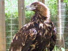 Spain’s bird population in free fall