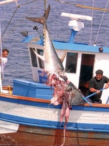 Tuna half-eaten by orcas