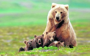 Grizzly bear sow with four cubs near Moraine Creek, Katmai Natio