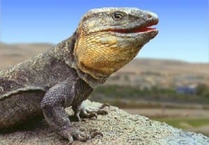 El Hierro giant lizard