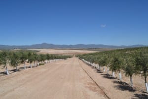 super-intensive-olive-grove-in-sorbas-area8