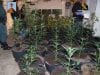 Large marijuana growing operation discovered inside Manacor home