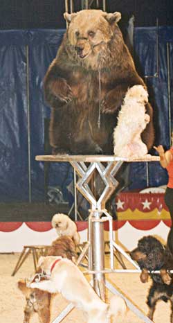 Bear in circus
