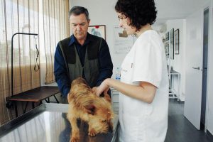 animal009 VET: Angel does an inspection