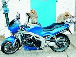 apes_2