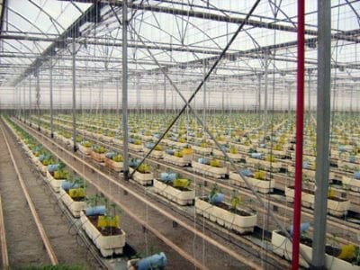 New fruit and veg freezing plant inaugurated in Almeria