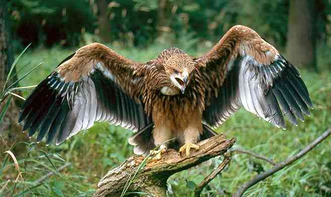 spanish imperial eagle