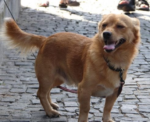 dog poo fines in mijas spain