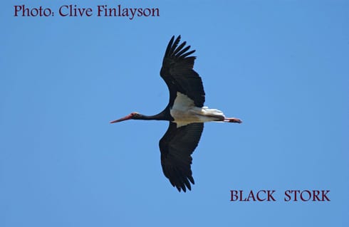 black stork clive finlayson