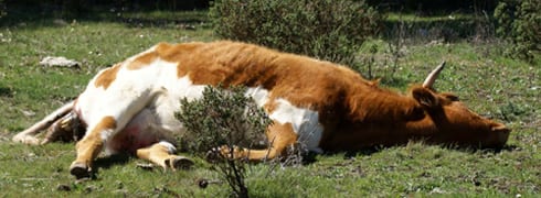 still-born-calf