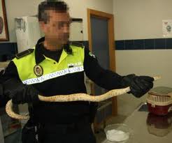 snake found sent in lunchbox in spain