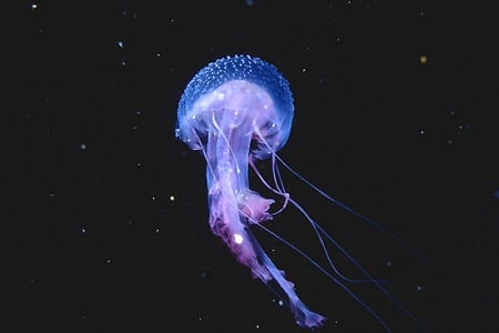 jellyfish plague in malaga thousands of bathers affected