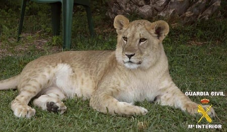 lioness found living in spanish urbanisation