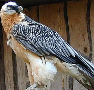 spanish vulture