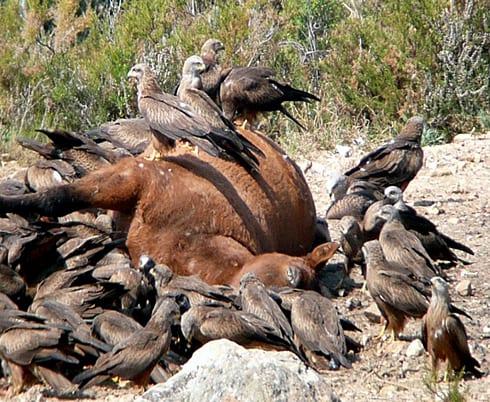 black-kites-getting-much-needed-protein-before-their-trip