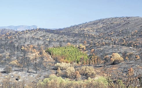 cypress trees survive fires in valencia