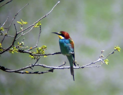 european bee eater