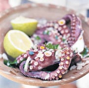 octopus