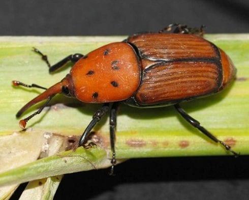 palm weevil spain