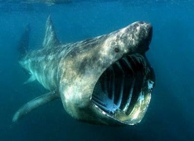 Basking shark spotted in Gibraltar