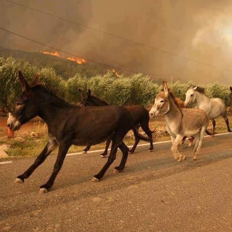 Donkeys run from the Costa del Sol fires e