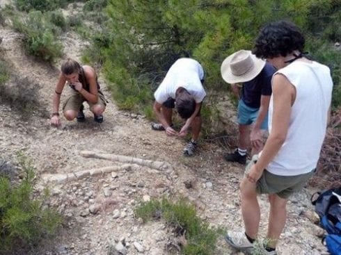 bones of  hadrosaurs found in cataluna