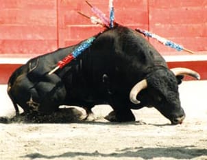 bullfighting spain