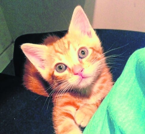 find pumpkin the kitten a home