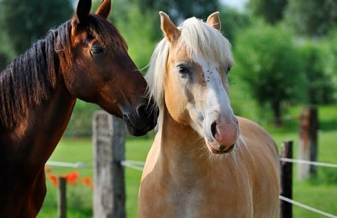 horse slaughter spain