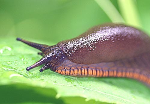 using coffee granules to deter slugs against eu law