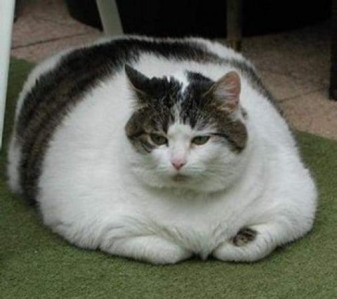 Fat cats face health problems