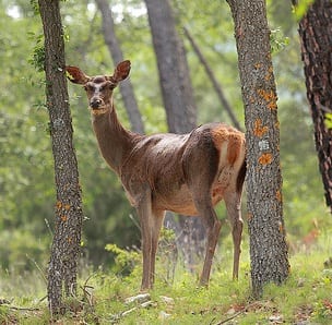 deer hunts authorised in cazorla natural park