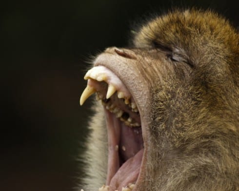 Barbary macaque e