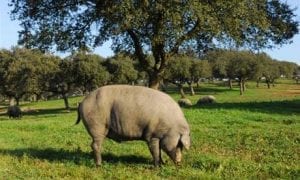 black iberian pig