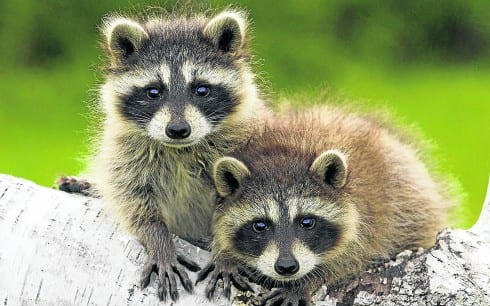 Raccoon cuties e