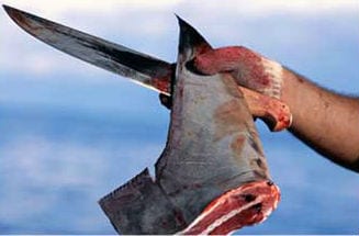 Shark finning