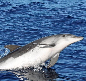 Whale and dolphin survey in Gulf of Cadiz e