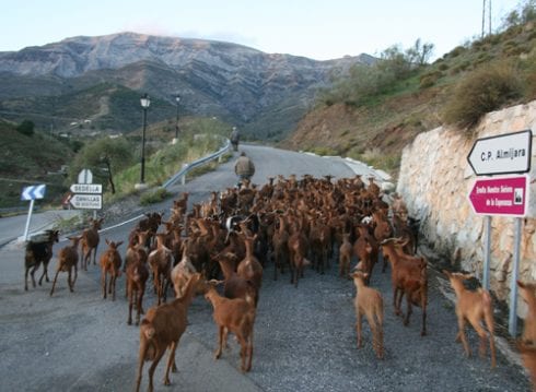 goat jams in the axarquia in southern spain