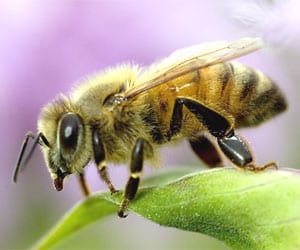 honey bees can identify picasso