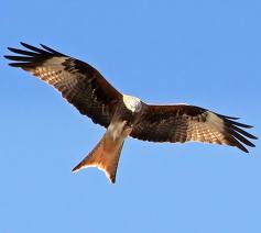 red kite breeding pairs doubled in donana national park spain