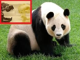 giant panda could come from spain