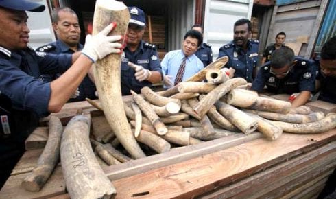 ivory smuggling