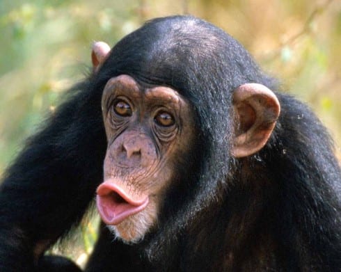 Chimpanzee e