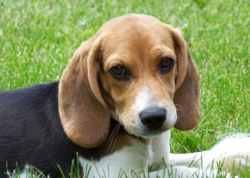 Cute beagle puppy lilly e